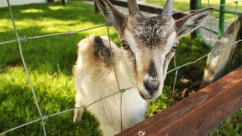 Moher Hill Pet Farm