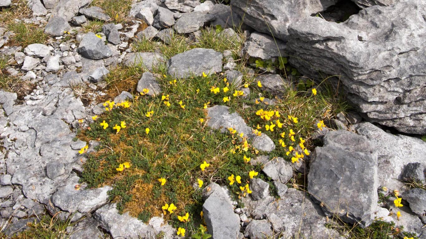 The Burren