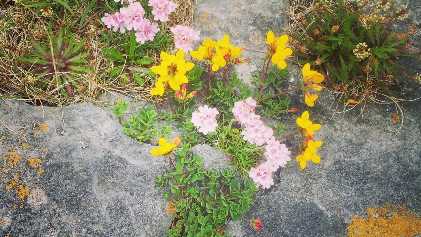 The Burren