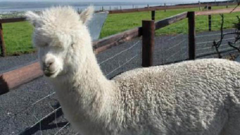 moher-hill-pet-farm