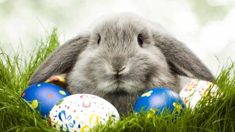 Easter Midterm image