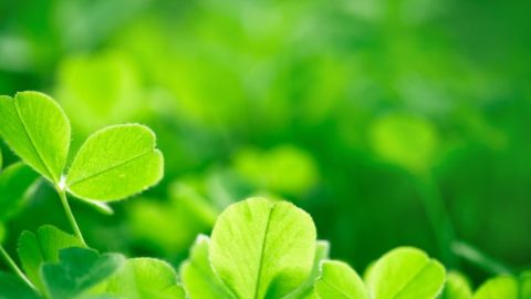 Saint Patrick's Day in Clare