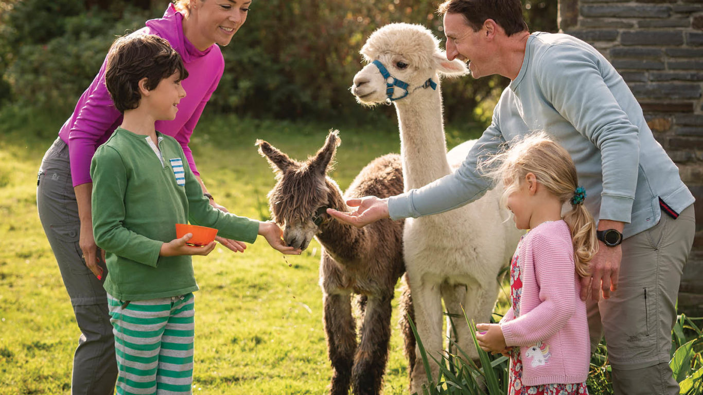 Family enjoying an outdoor alpaca feeding experience, smiling under sunny skies, enhancing a picturesque hotel stay.