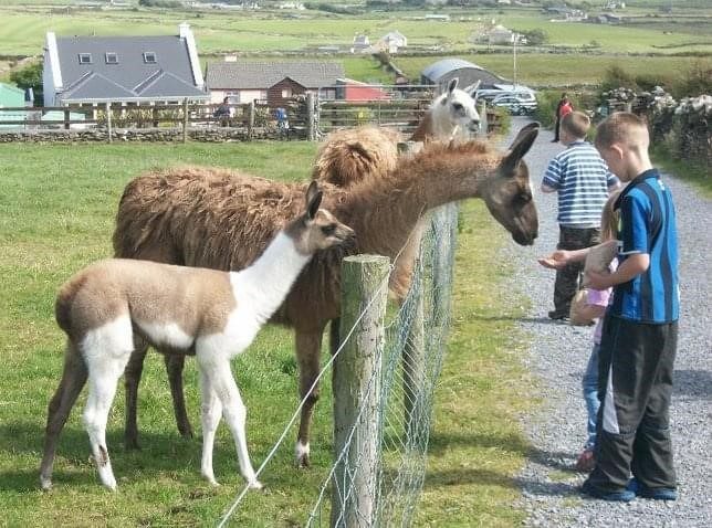 Moher Hill Farm