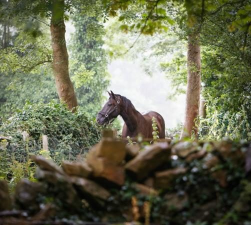 Horse Riding