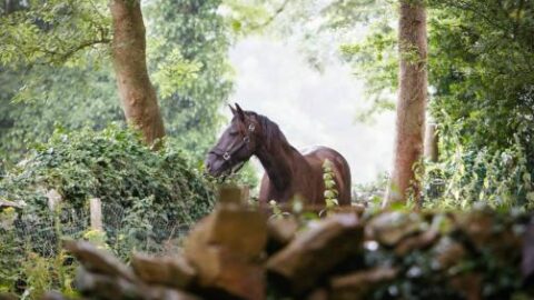 Horse Riding