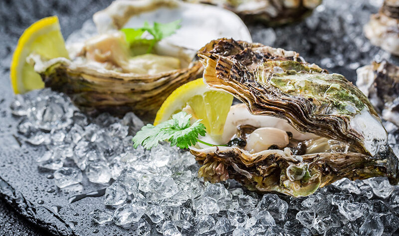 oyster-exp3